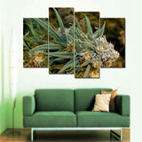 Buds Weed Canvas Set