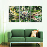 Cannabis Bloom Canvas Set