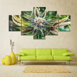 Cannabis Bloom Canvas Set