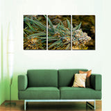 Buds Weed Canvas Set