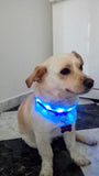 Camouflage Lighted Dog Collar